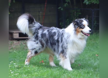 Australian Shepherd Deckrüde, ASCA, blue merle, ohne Gendefekte