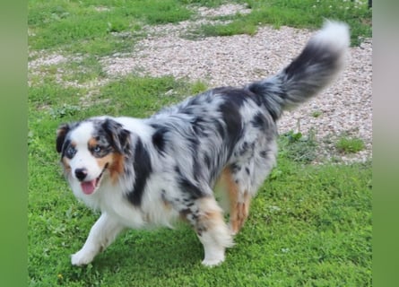 Australian Shepherd Deckrüde, ASCA, blue merle, ohne Gendefekte