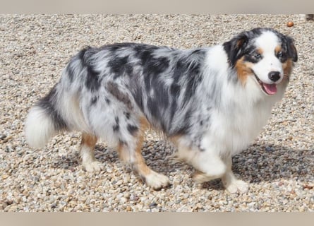 Australian Shepherd Deckrüde, ASCA, blue merle, ohne Gendefekte