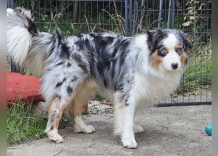 Australian Shepherd Deckrüde, ASCA, blue merle, ohne Gendefekte