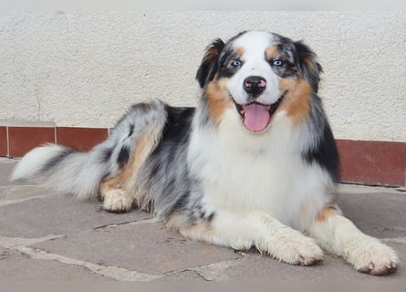 Australian Shepherd Deckrüde, ASCA, blue merle, ohne Gendefekte