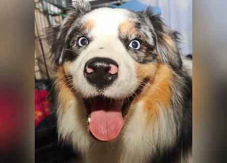 Australian Shepherd Deckrüde, ASCA, blue merle, ohne Gendefekte