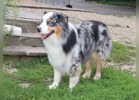 Australian Shepherd Deckrüde, ASCA, blue merle, ohne Gendefekte
