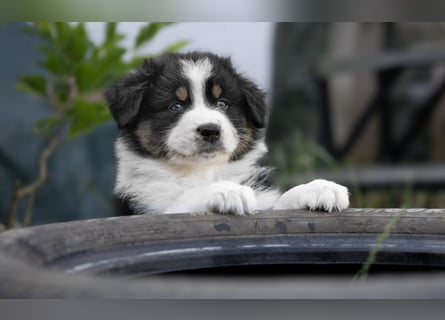 Australian Shepherd Welpen aus VDH-/CASD-Zucht in Thüringen