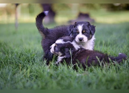 Australian Shepherd Welpen aus VDH-/CASD-Zucht in Thüringen
