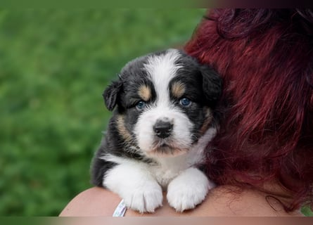 Australian Shepherd Welpen aus VDH-/CASD-Zucht in Thüringen