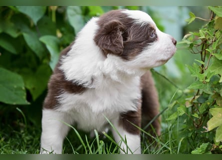 Australian Shepherd Welpen aus VDH-/CASD-Zucht in Thüringen