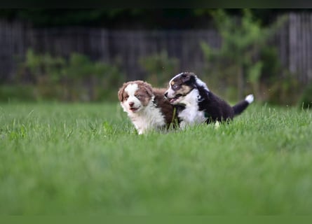 Australian Shepherd Welpen aus VDH-/CASD-Zucht in Thüringen