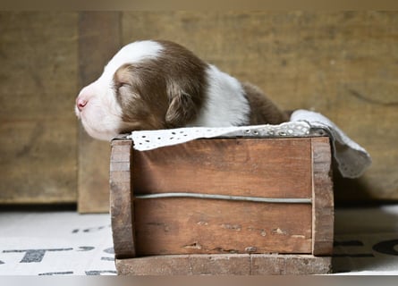 Australian Shepherd Welpen aus VDH-/CASD-Zucht in Thüringen