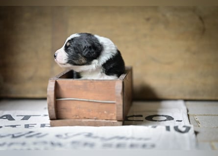 Australian Shepherd Welpen aus VDH-/CASD-Zucht in Thüringen