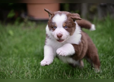 Australian Shepherd Welpen aus VDH-/CASD-Zucht in Thüringen