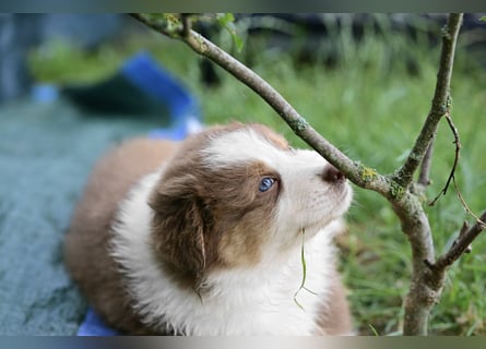 Australian Shepherd Welpen aus VDH-/CASD-Zucht in Thüringen