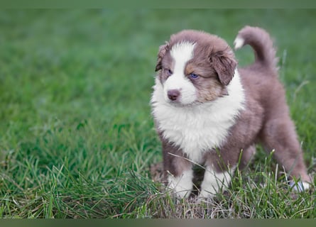 Australian Shepherd Welpen aus VDH-/CASD-Zucht in Thüringen