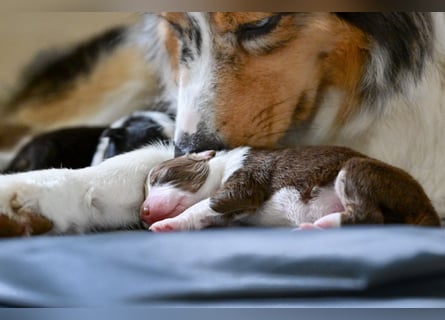Australian Shepherd Welpen aus VDH-/CASD-Zucht in Thüringen