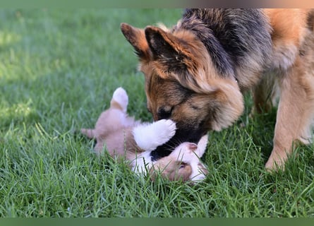 Australian Shepherd Welpen aus VDH-/CASD-Zucht in Thüringen