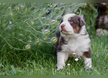 Australian Shepherd Welpen aus VDH-/CASD-Zucht in Thüringen