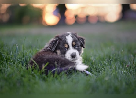 Australian Shepherd Welpen aus VDH-/CASD-Zucht in Thüringen