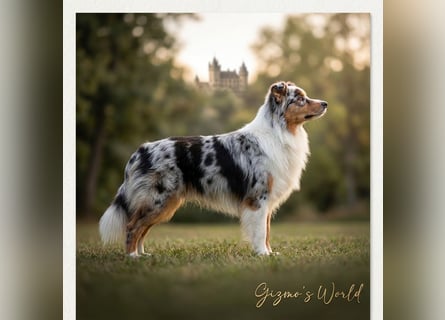 ASCA Australian shepherd DNA/CP