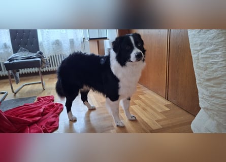 Australian Shepherd
