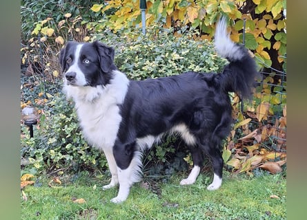 Australian Shepherd