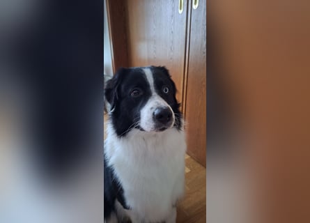 Australian Shepherd