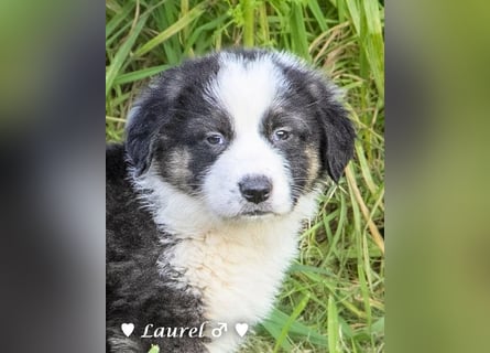 Sechs wunderschöne Mischlinge suchen ein Zuhause