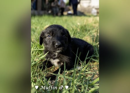 Kane sucht ein Zuhause