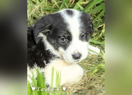 Sechs wunderschöne Mischlinge suchen ein Zuhause