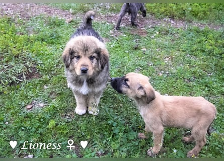Sechs wunderschöne Mischlinge suchen ein Zuhause
