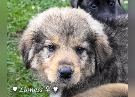 Sechs wunderschöne Mischlinge suchen ein Zuhause