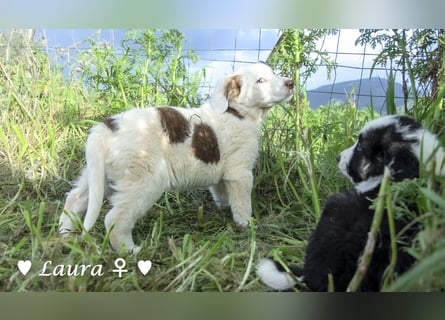 Sechs wunderschöne Mischlinge suchen ein Zuhause