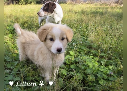 Fünf wunderschöne Mädels suchen ein Zuhause