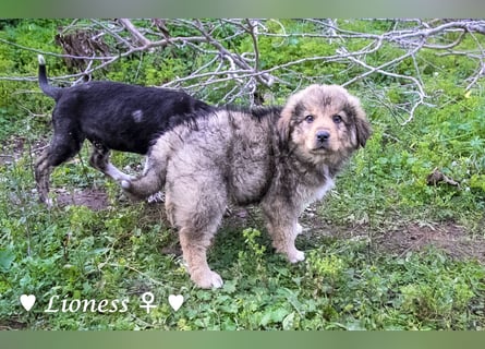 Sechs wunderschöne Mischlinge suchen ein Zuhause