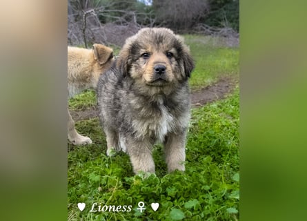 Sechs wunderschöne Mischlinge suchen ein Zuhause