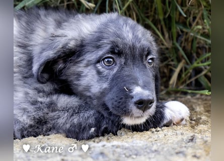 Kane sucht ein Zuhause