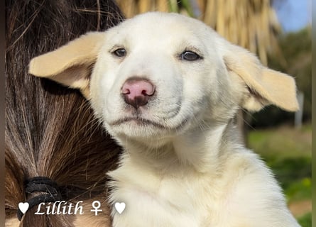 Fünf wunderschöne Mädels suchen ein Zuhause