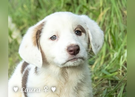 Sechs wunderschöne Mischlinge suchen ein Zuhause