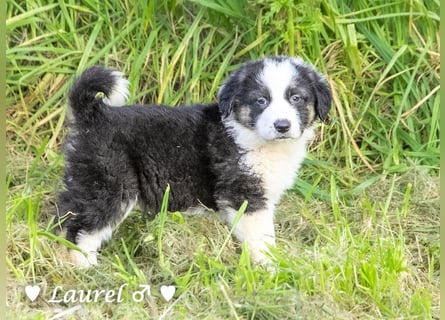 Sechs wunderschöne Mischlinge suchen ein Zuhause