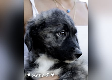 Kane sucht ein Zuhause