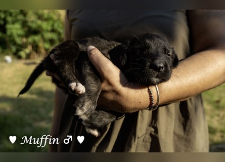 Kane sucht ein Zuhause