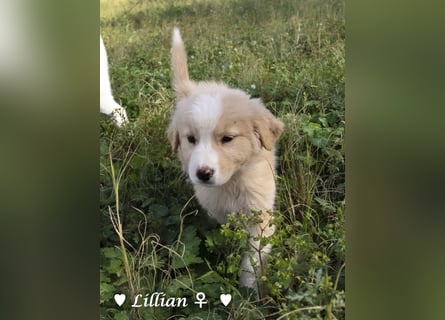 Fünf wunderschöne Mädels suchen ein Zuhause