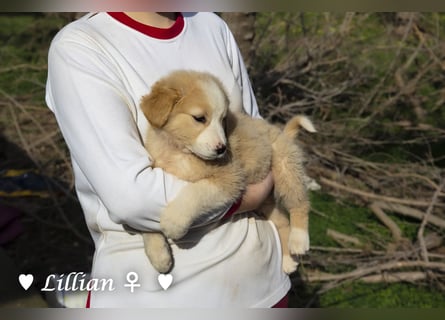 Fünf wunderschöne Mädels suchen ein Zuhause