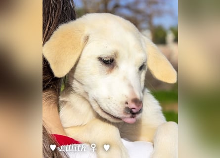 Fünf wunderschöne Mädels suchen ein Zuhause