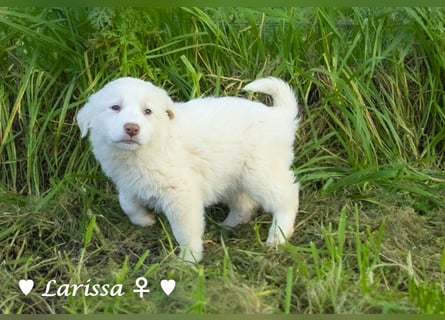 Sechs wunderschöne Mischlinge suchen ein Zuhause