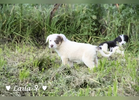 Sechs wunderschöne Mischlinge suchen ein Zuhause