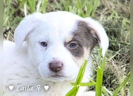 Sechs wunderschöne Mischlinge suchen ein Zuhause