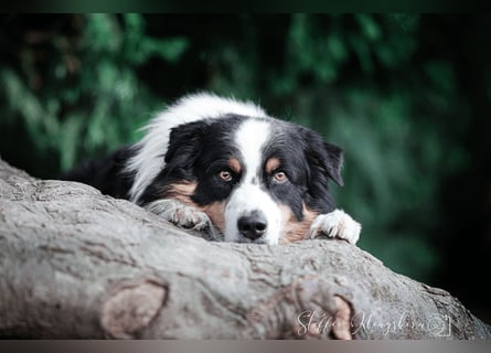 Maori's Hei Toki -  BlackTri Australian Shepherd Deckrüde DNA-VP, RF, BH -VT, RO3, ROIC, Agi A2