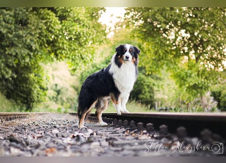 Maori's Hei Toki -  BlackTri Australian Shepherd Deckrüde DNA-VP, RF, BH -VT, RO3, ROIC, Agi A2