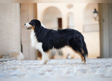 Maori's Hei Toki -  BlackTri Australian Shepherd Deckrüde DNA-VP, RF, BH -VT, RO3, ROIC, Agi A2
