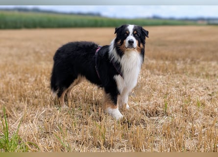 Maori's Hei Toki -  BlackTri Australian Shepherd Deckrüde DNA-VP, RF, BH -VT, RO3, ROIC, Agi A2